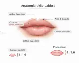 Anatomia labbra: contorno, arco di Cupido, labbro superiore/inferiore. Ideale per filler labbra naturale con proporzione 1:1.6.