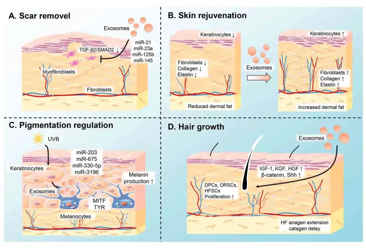 Gli esosomi sono vescicole extracellulari coinvolte nella rigenerazione cutanea, regolazione pigmentazione e crescita capelli.